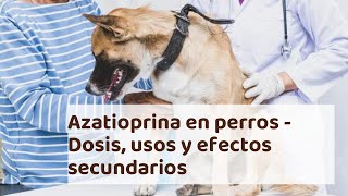 AZATIOPRINA en perros  Dosis usos y efectos secundarios [upl. by Ime]