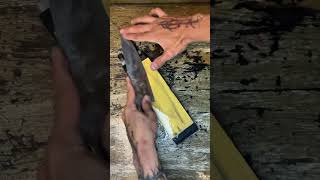 Kitchen Knife Sharpening fyp knife knifesharpening satisfying [upl. by Hembree]