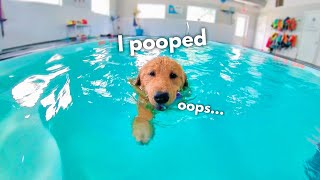 My Dog Rents a Swimming Pool [upl. by Enial]