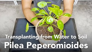 Transplanting from Water to Soil  Pilea Peperomioides UPDATE [upl. by Nahtnhoj34]