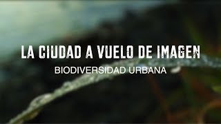 Biodiversidad urbana LA CIUDAD A VUELO DE IMAGEN [upl. by Ihsakat]