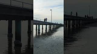 Rosebud Pier Mornington Peninsula Victoria visittheseplaces thingstodo thingstodomelbourne [upl. by Emrich611]