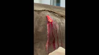 Too Gross To Look Away Unbelievable Abscess On A Horse Wait For It shorts [upl. by Enneire]