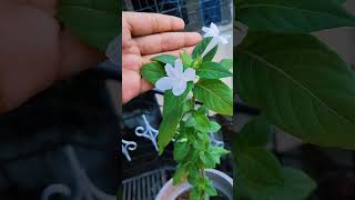 Barleria cristata also known as the Philippine violet or bluebell barleria [upl. by Eraste]