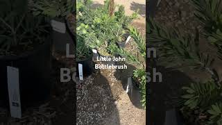 Little John Bottlebrush landscaping plant [upl. by Nivej]