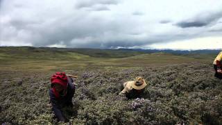 The Yarsagumba Effect [upl. by Giles]