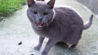 Only gray cat hisses at camera [upl. by Mutua]