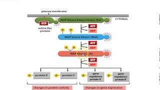 Receptor Tyrosine Kinase [upl. by Nedah]