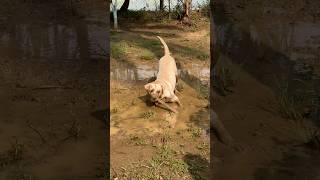 Aaj joey sirf apne man ki karega… lablove cuteanimal labradoruniverse labradoodles cutealert [upl. by Eolcin773]