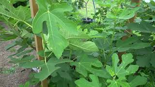 Fig Variety Review and Talk 6 [upl. by Congdon]