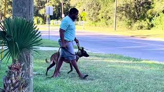 BASIC HEELING WITH OLDER DOGS [upl. by Isleen446]