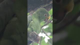 yellowfronted parrot large specimen among wild birds birds animallover animals [upl. by Yebba749]