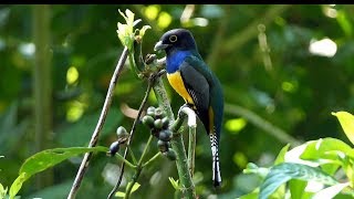 Gartered Trogon in Costa Rica [upl. by Henka388]