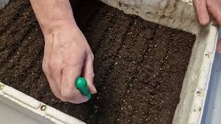 Comment semer les graines de tomate 🍅 en caissette [upl. by Dyson]