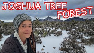 Joshua Tree Forest In The Snow Desert Winter Wonderland [upl. by Avictor]