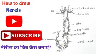 How to draw Nereis Diagram  नीरीस का चित्र  Phylum Annelida  zoology diagram  annelida [upl. by Jolene329]