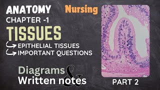 Tissues epithelial tissueChapter 1 part 2 Bsc nursing lesson and notes with diagrams👩‍⚕️ [upl. by Dutch907]