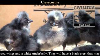 Crevecoeur Baby Chicks [upl. by Ahsilet562]