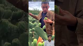 Hindi Facts😱😱😱😱 amazingfacts fruit knowledge farming amazing trending [upl. by Valenba]