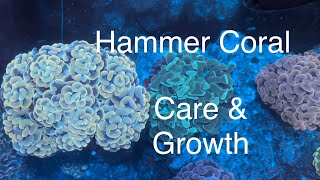 Hammer Coral Care Growth Feeding Dosing Flow Placement Saltwater Coral Reef Aquarium [upl. by Eelta35]