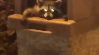 A Raccoon In A Trash Can [upl. by Tybalt163]