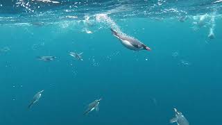 Snares Crested Penguins underwater [upl. by Ovida]