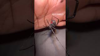 Southern Black Widow Handling ⚠️ Do Not Try [upl. by Ettenuahs]