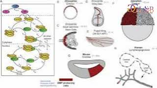 Signaling pathway discovery could lead to faster more reliable human stem cell differentiation [upl. by Ratep]