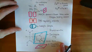 Soluble Guanylate Cyclase Part 4 [upl. by Haliek358]