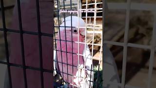 Galah enjoying the attention galah bird birdpark birds shorts fyp ytshorts [upl. by Neumann]