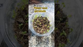 Disposal glass main flower seed germinationflowers kkhomegardening plants youtubeshorts [upl. by Pratte]