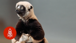 A Jumping Lemur On The Brink The Coquerels Sifaka Hops For Survival [upl. by Chesney794]