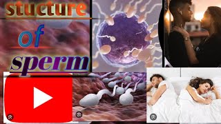 structure of sperm cell by kumar sir all comptative exam class 12th vvi topic  board trending [upl. by Banyaz75]