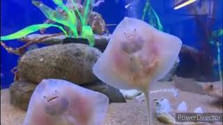 smallest freshwater stingray for aquarium [upl. by Noreen]