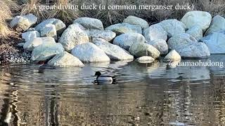 A great diving duck a common merganser duck [upl. by Ademla]