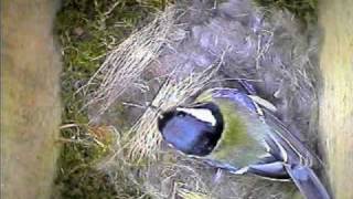 Garden Bird Parus Major Nest Building [upl. by Gay]