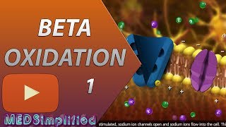 Beta Oxidation of Fatty acids Made SimplePart 1 [upl. by Atnauqahs]