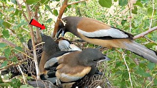 Rufous treepie is a very hardworking bird BirdsofNature107 [upl. by Idak]