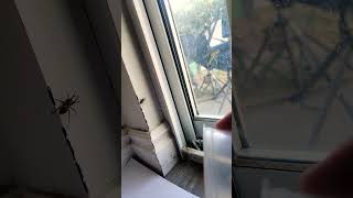 spider cobweb catching thanksforwatching pleasesubscribe [upl. by Stroup]