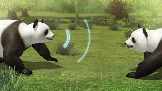 Giant pandas can distinguish their mate through calls [upl. by Irvine]