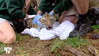 Un peu effrayé ce tigre de Sibérie passe son bilan de santé [upl. by Diannne]