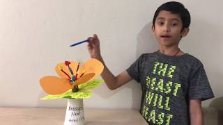 Brassica Plant Model explained by thirdgrade student [upl. by Einnoc]