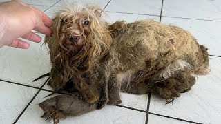 THE WORST DOG CONDITION I HAVE EVER SEEN IN MY LIFE as a dog groomer [upl. by Portia]