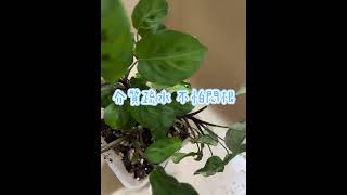 熊貓🐼竹芋換盆囉plants garden prayer 觀葉植物 園藝 maranta [upl. by Adali280]