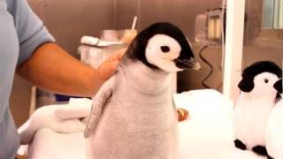 A monthold 2pound emperor penguin gets feeding [upl. by Aihtiekal821]