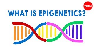 What is epigenetics  Carlos GuerreroBosagna [upl. by Llabmik]