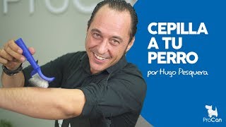 Cómo CEPILLAR A UN PERRO  Cómo usar una carda  Curso de peluquería canina [upl. by Rebmeced]