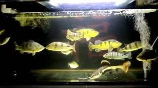 MONSTER TANK golden arowana red tail catfish kelberi temensis azulampmonoc pbass comm feeding time [upl. by Atiuqcaj424]