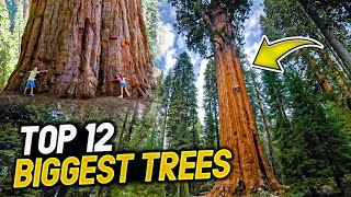 Top 12 BIGGEST Trees on Earth [upl. by Drucilla933]