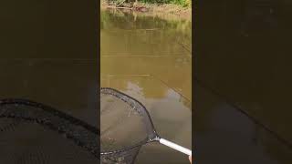 PB SAUGER fishing river [upl. by Sender971]